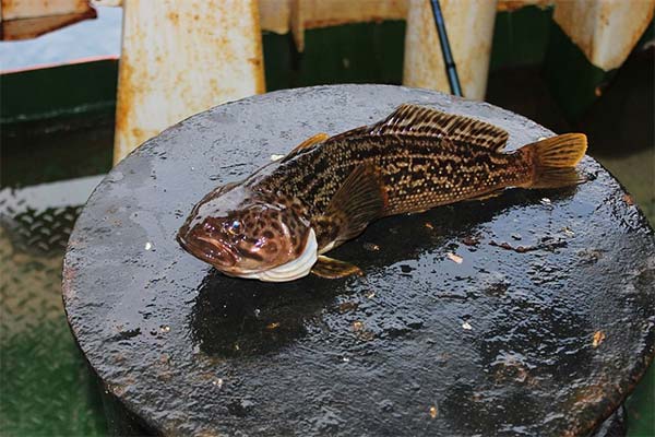 Marmorierte Notothenia