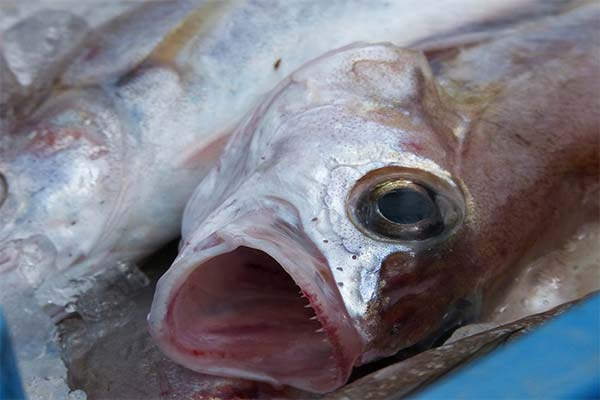Der Fisch Putassu