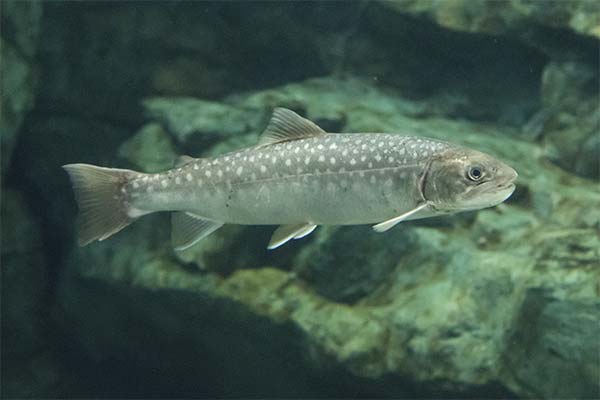 Der Fisch Kundscha