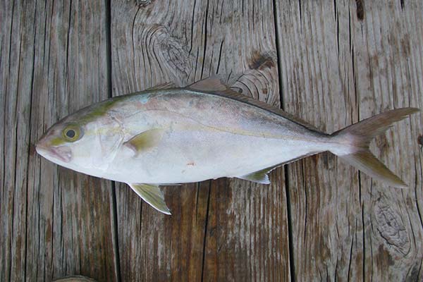 Der Fisch Lakedra