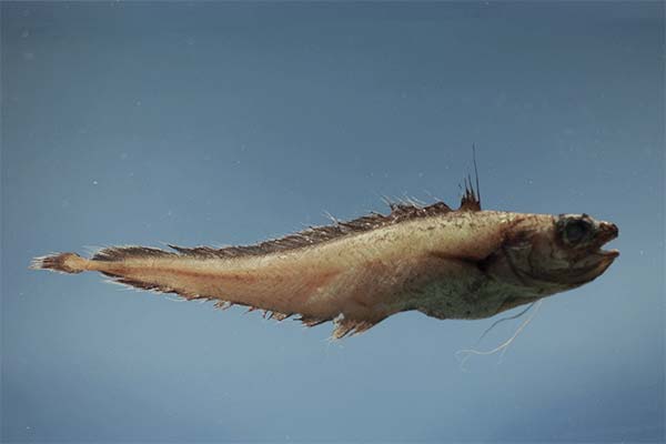 Der Fisch Limonella