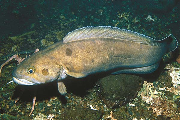 Fisch Menjok