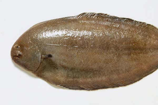 Poisson sole
