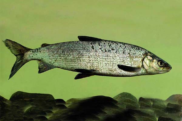Fisch Pyschjan