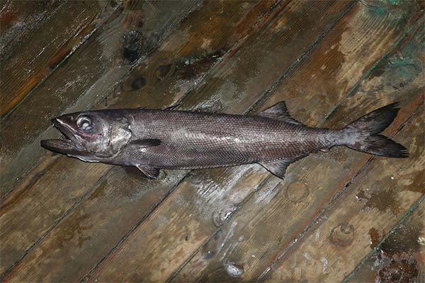 Ruvettafisch