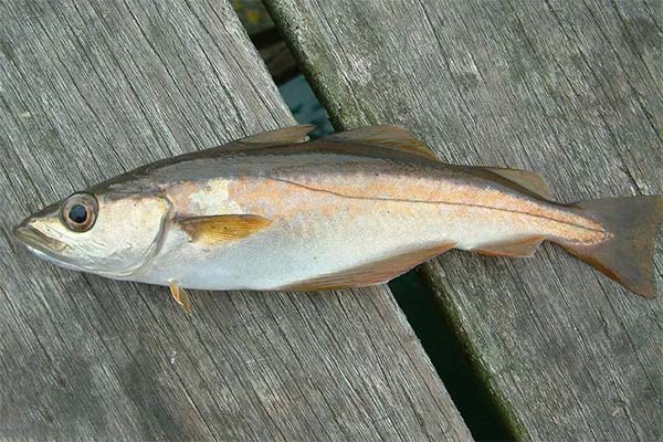 Köhler (Fisch)