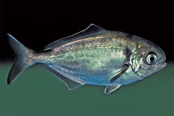 Seriolellafisch