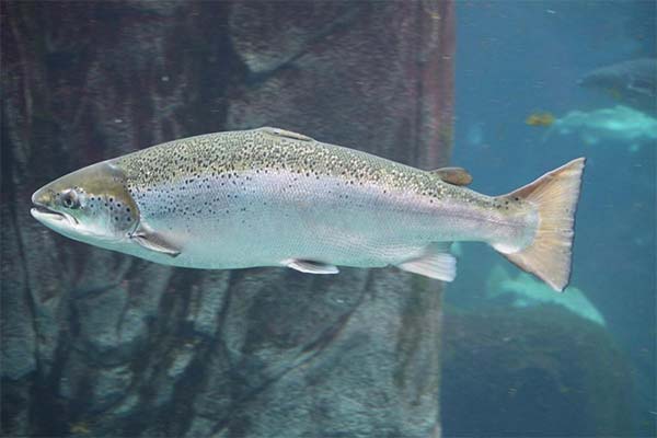Der Lachs