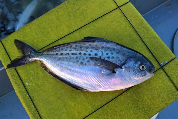 Stromateifisch