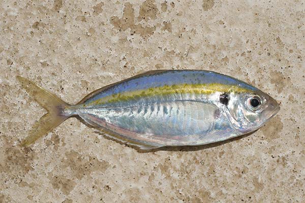 Gelber Streifenfisch