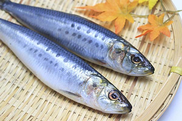 Eigenschaften der Sardine