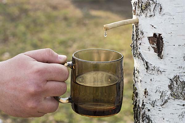Quand peut-on collecter la sève de bouleau
