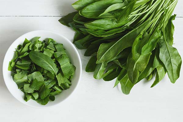 Rezepte der Volksmedizin auf Basis von Sauerampfer