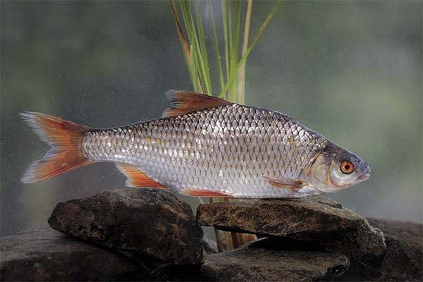 Der Tschebak-Fisch