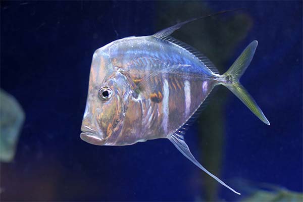 Fisch Womer