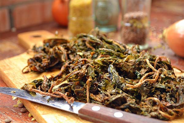 Salat aus getrocknetem Pferdeampfer