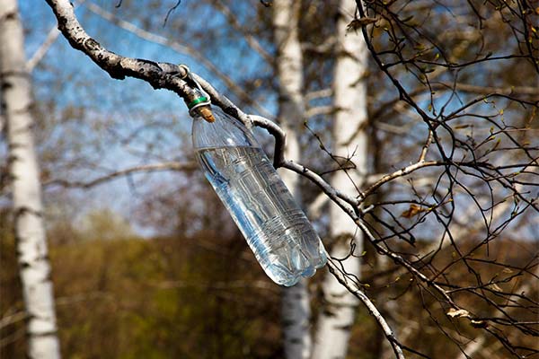 Collecte de sève de bouleau par branche
