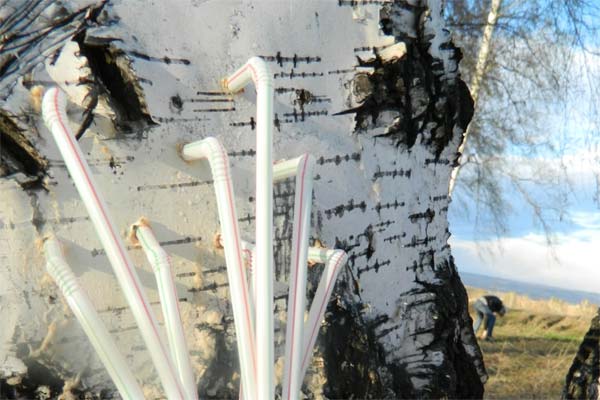 Collecte de sève de bouleau à l'aide d'une paille