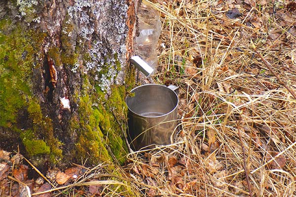 Collecte de sève de bouleau à l'aide d'une goulotte