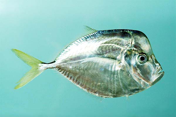 Vomer Fisch