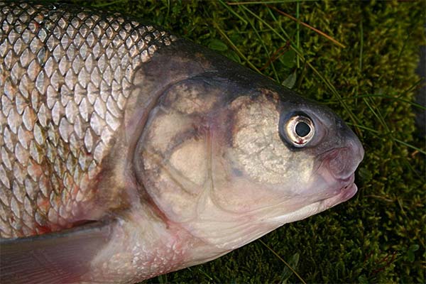 Questions fréquentes sur le poisson tchir