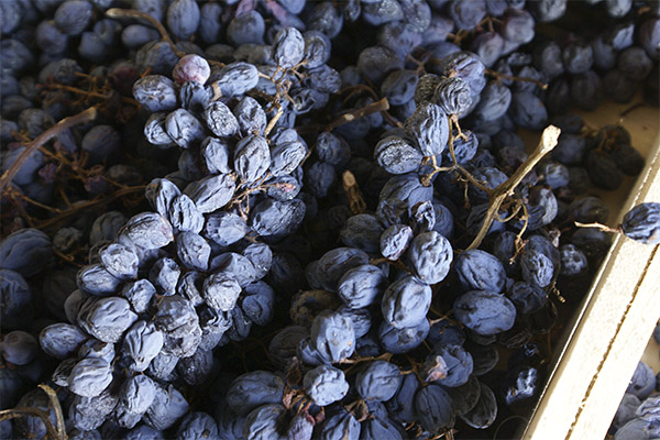 Quels sont les bienfaits du raisin sec
