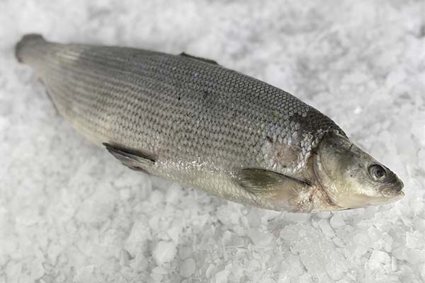 Quels sont les bienfaits du corégone (peled)
