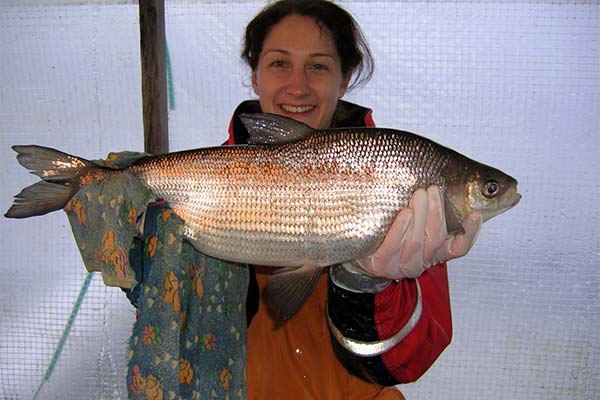 Comment pêcher le poisson syrok