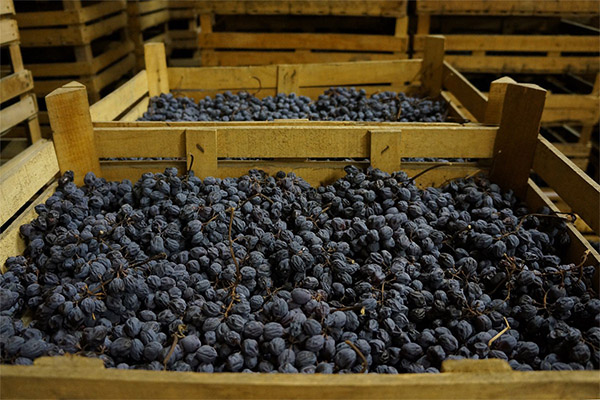 Comment sécher le raisin à l'ombre