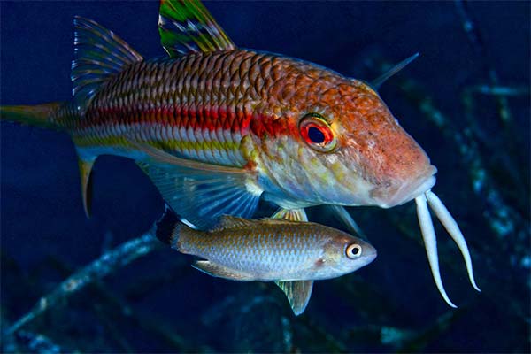 Der Fisch Rotbarbe