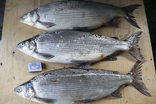 Poisson pelyad