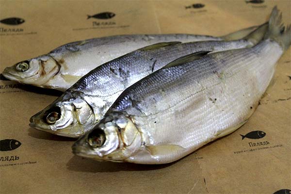 Poisson peled