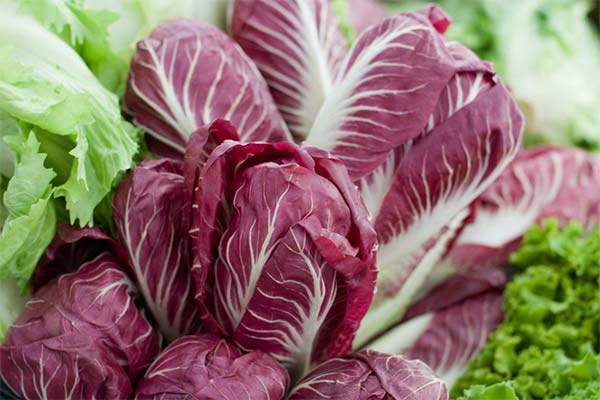 Comment cultiver la salade de radicchio ?