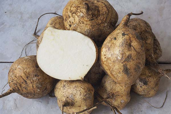 Utilisation du jicama en médecine traditionnelle