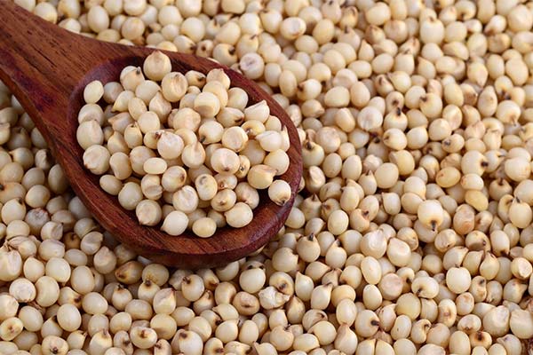 Was kann man aus Sorghum zubereiten?