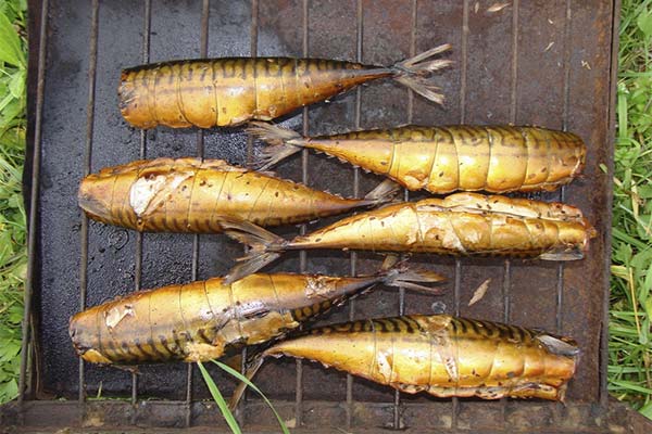 Comment fumer du poisson