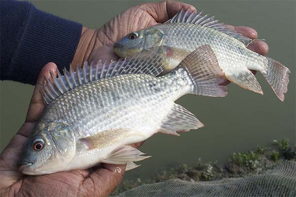Bienfaits et inconvénients du tilapia