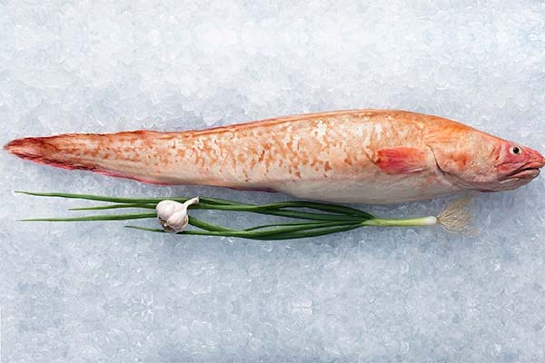 Nutzen und Schaden des Fisches Congrio