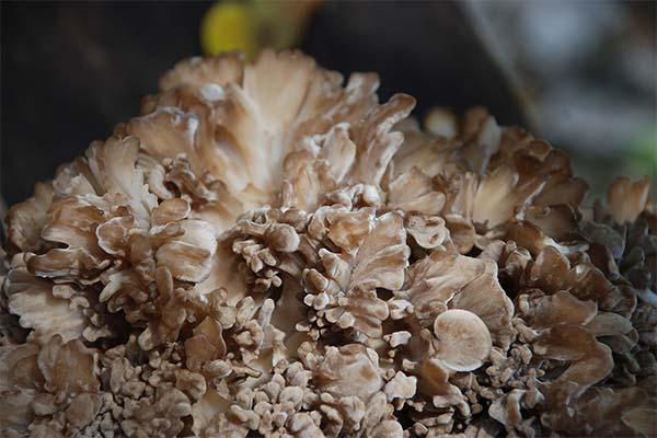 Verwendung von Maitake in der Kosmetik