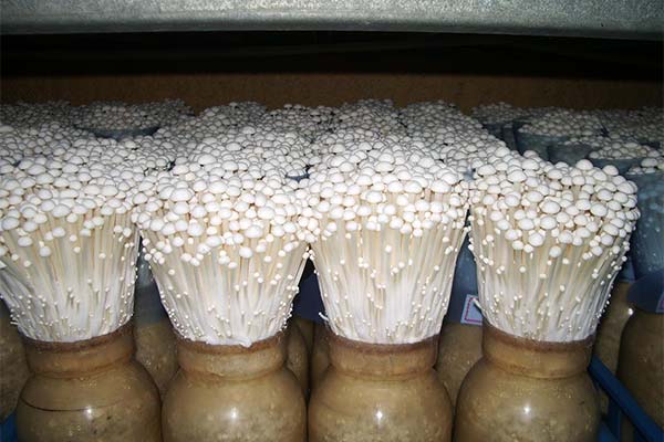 Enoki anbauen