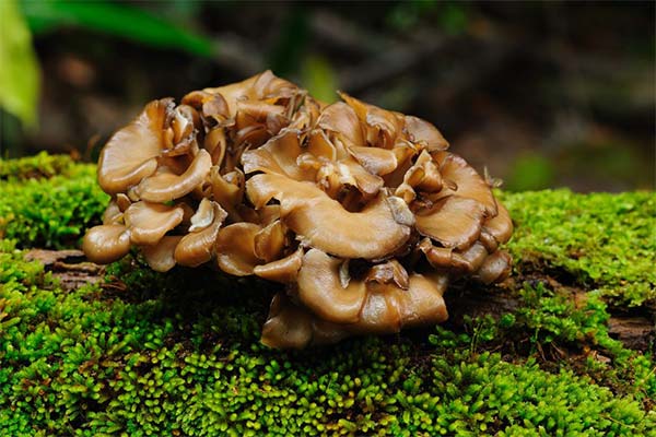 Nützliche Eigenschaften von Maitake-Pilzen