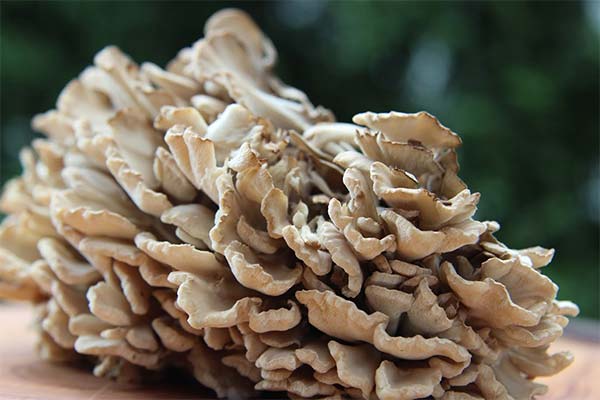 Verwendung von Maitake-Pilzen in der Medizin