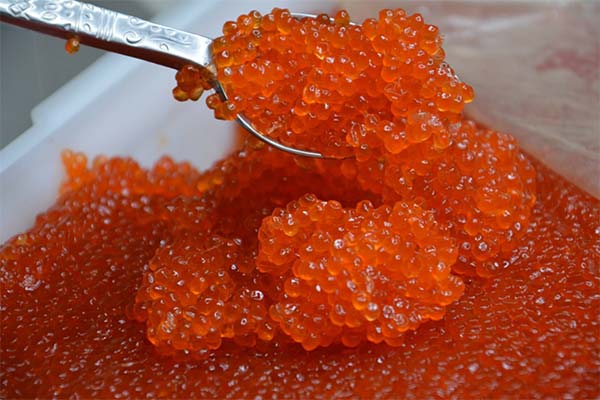 Que faire si vous avez trop salé le caviar rouge
