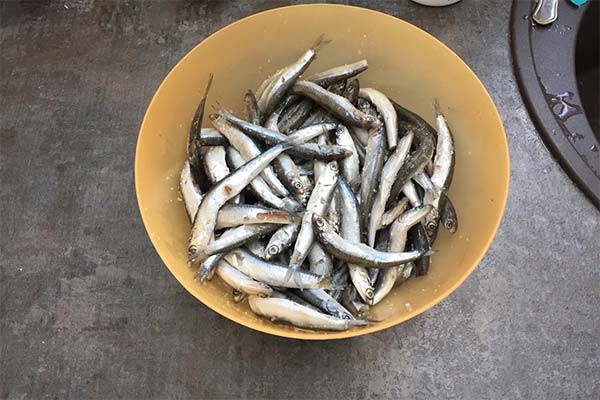 Wie man Anchovis salzt