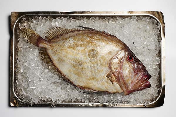 Nützliche Eigenschaften des Dori-Fisches