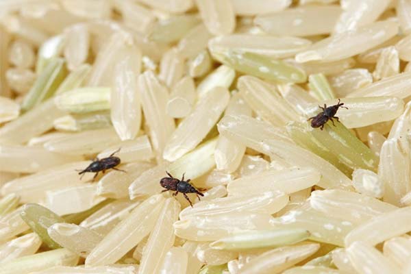 Causes d'apparition des insectes dans les céréales