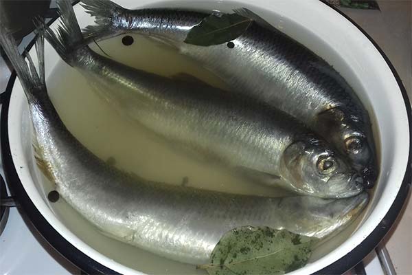 Recette de hareng peu salé