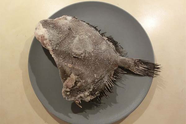 Dory-Fisch bei Erkrankungen