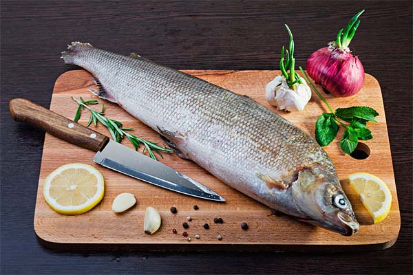 Muksun-Fisch