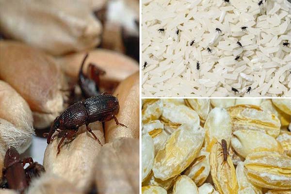 Insectes dans les céréales